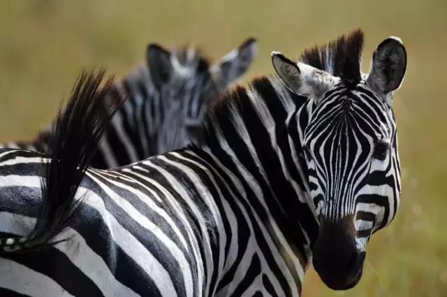 风情非洲｜肯尼亚，野性躁动之美