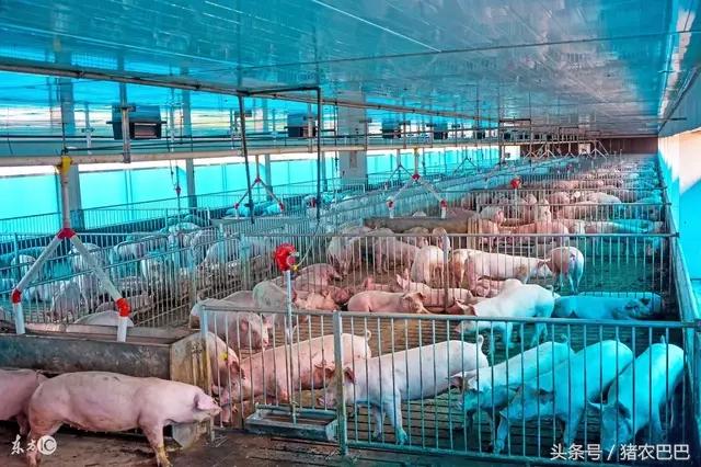 育肥猪毛粗毛长长势慢,育肥猪身体发白生长慢