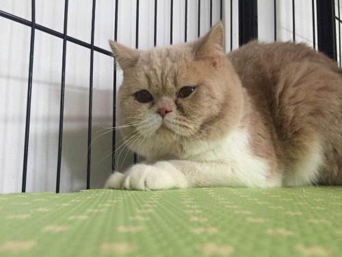 英短乳白猫重点色,英短灰白猫丁香色