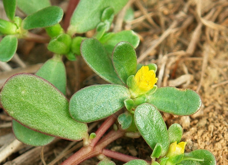中药那些事,中药材里的那点事