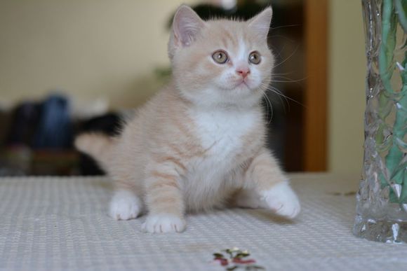 英短乳白猫重点色,英短灰白猫丁香色