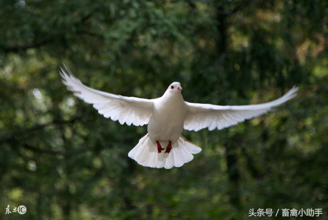 鸽子吐食拉绿色便是怎么回事,鸽子比赛回来过后拉稀怎么回事