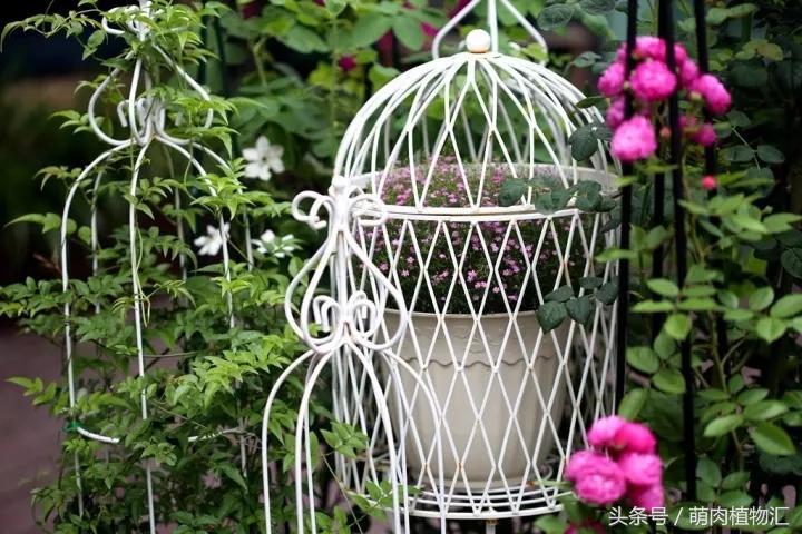 10月适合养的草花 (适合北方的春季草花)