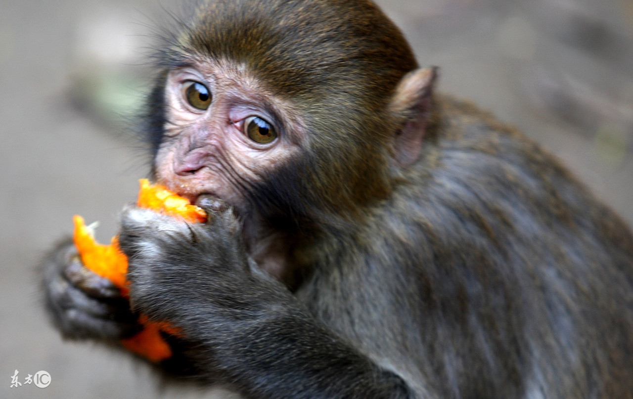 1980年的属猴人2017年每月运势,1980年出生属猴人2020年的运气