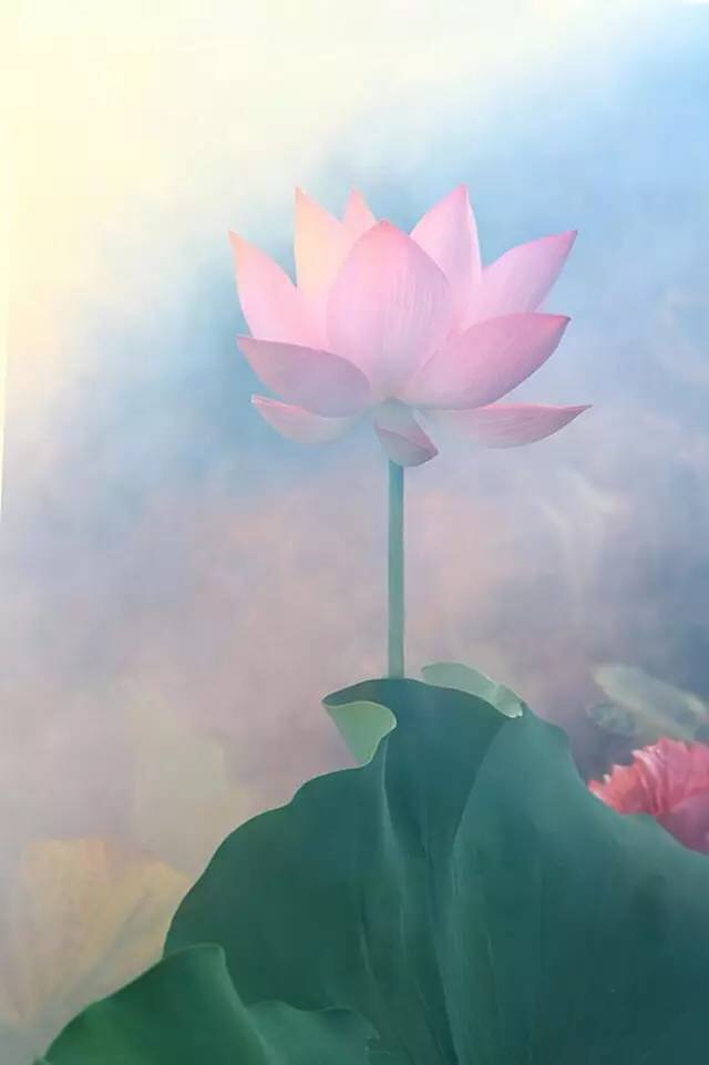 一花一世界一叶一菩提,禅悟一花一世界一叶一菩提