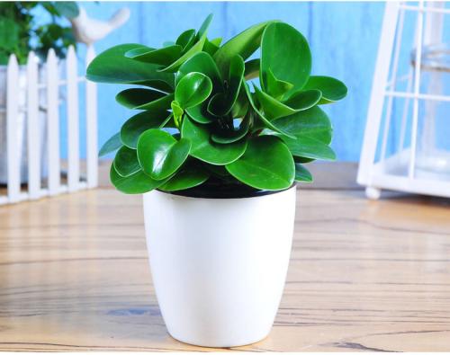 新装修的房子放什么绿植吸甲醛好,有什么绿植是净化空气吸引甲醛的