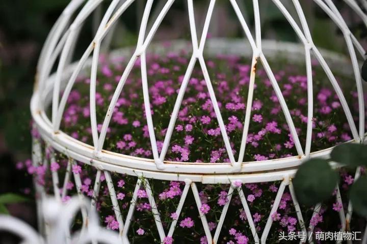 10月适合养的草花 (适合北方的春季草花)