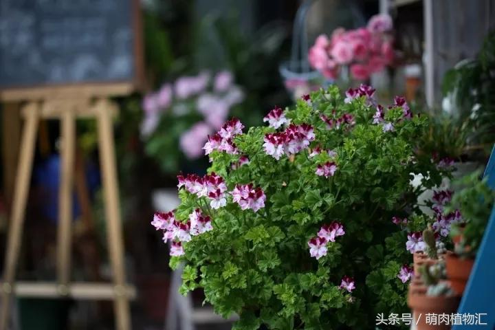 10月适合养的草花 (适合北方的春季草花)