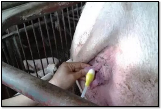 母猪产后你塞大药丸吗？那这篇文章你得收藏