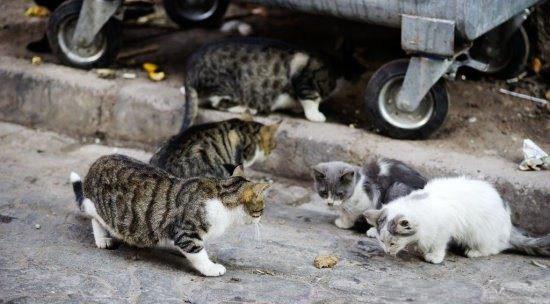 为什么要用领养代替购买、一定要了解的几大理由!