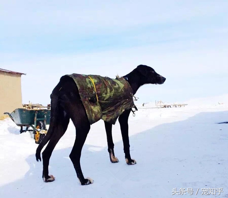 「盘点中国犬种」本土犬并不逊色，希望不要被遗忘