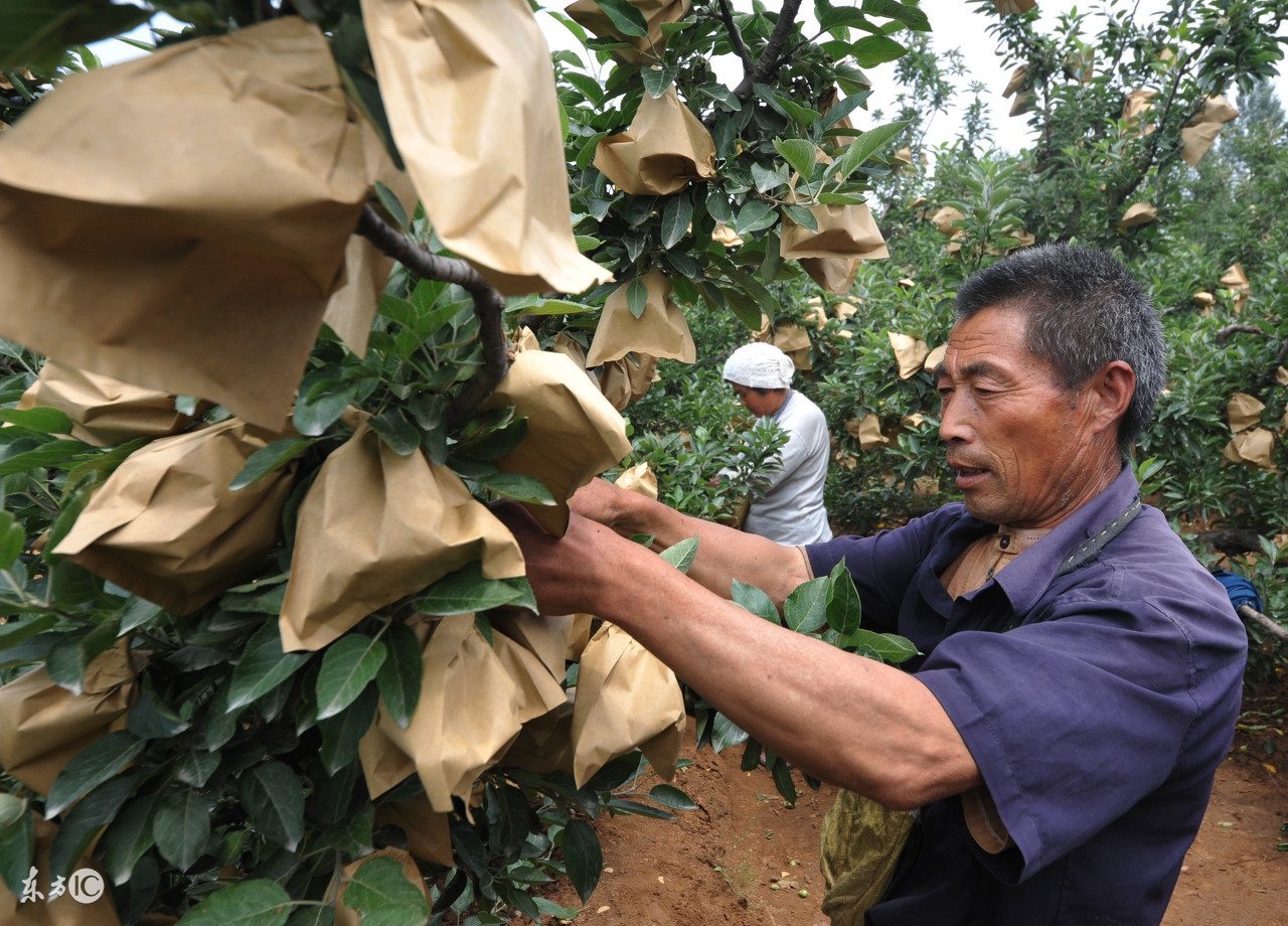 苹果为什么从来不卷,苹果为什么不环剥成花
