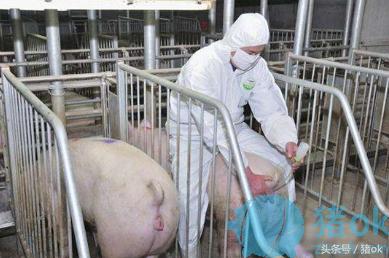 猪人工授精技术的步骤及方法,猪人工授精技术优势