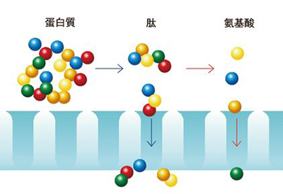 小分子肽激活人体细胞,小分子活性肽的吸收