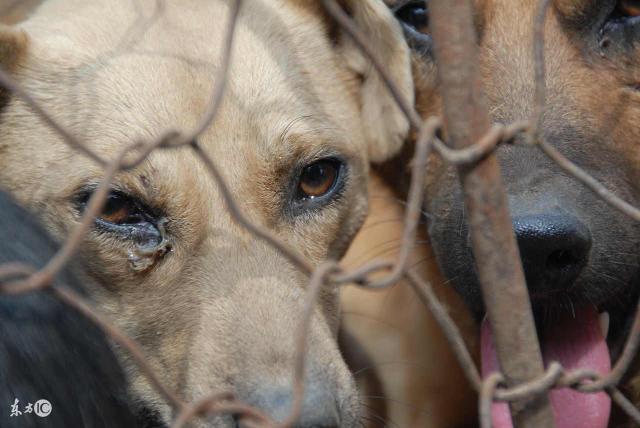 有多少人在讨论吃狗肉的问题,为什么不建议大家吃狗肉