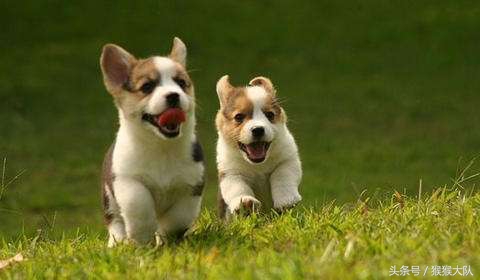 冷知识集合,狗爪爪的冷知识