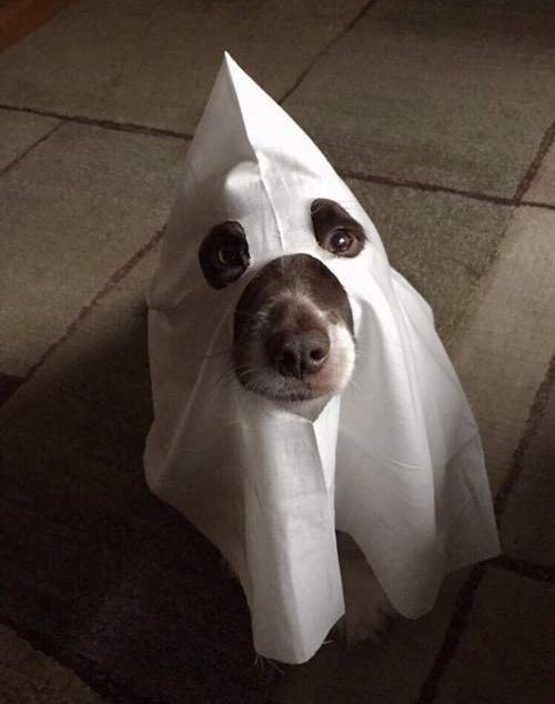 万圣节千万不要欺负熊孩子,万圣节安全守则