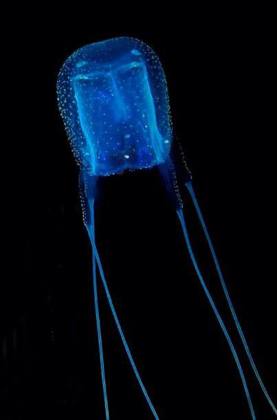 世界上体型最大的动物排行榜,世界十大体型最大的动物