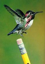 世界上体型最大的动物排行榜,世界十大体型最大的动物