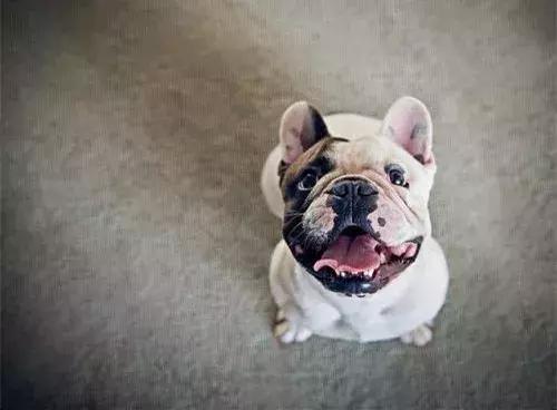 斗牛犬吃饭不嚼吗,为什么斗牛犬吃东西老是吐