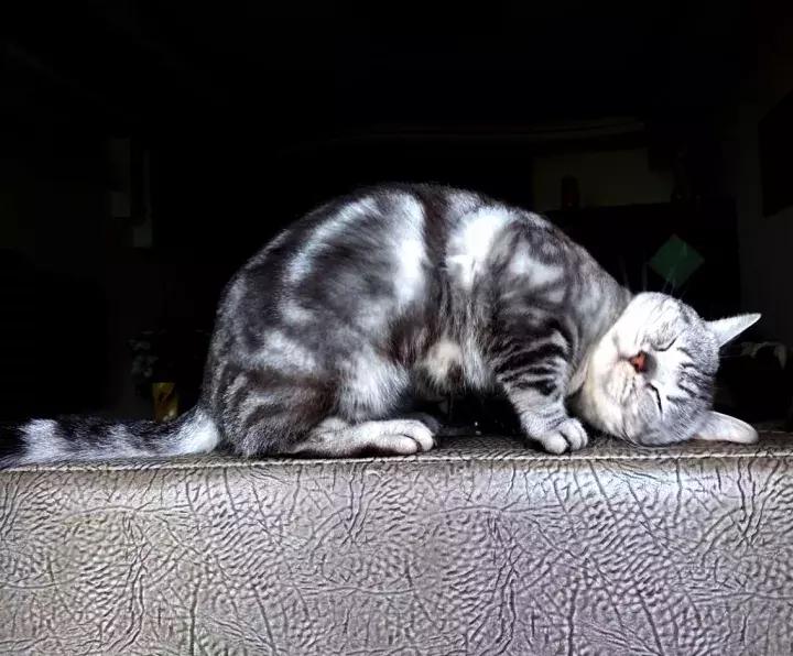 人类吸猫小史,人类吸猫的时候猫是怎么想的