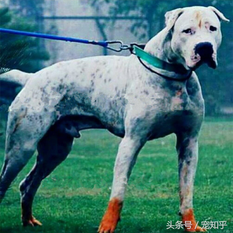 巴基斯坦库达犬长什么样,巴基库达犬