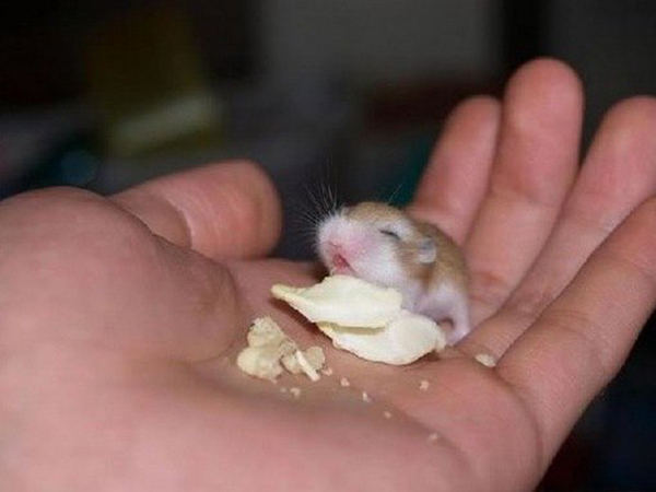 世界上体型最大的动物排行榜,世界十大体型最大的动物