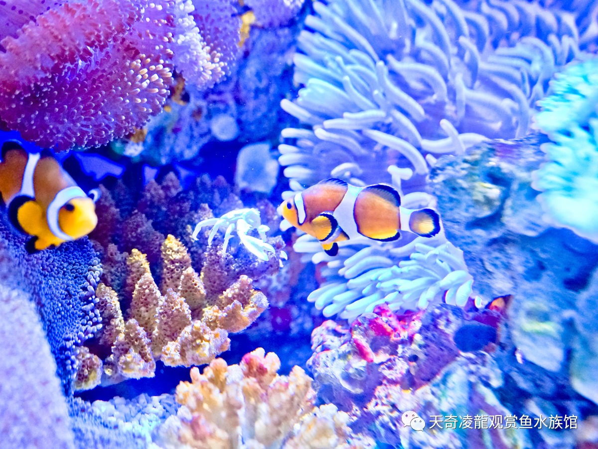 不换水的海水缸，放入新鱼就死，什么情况？