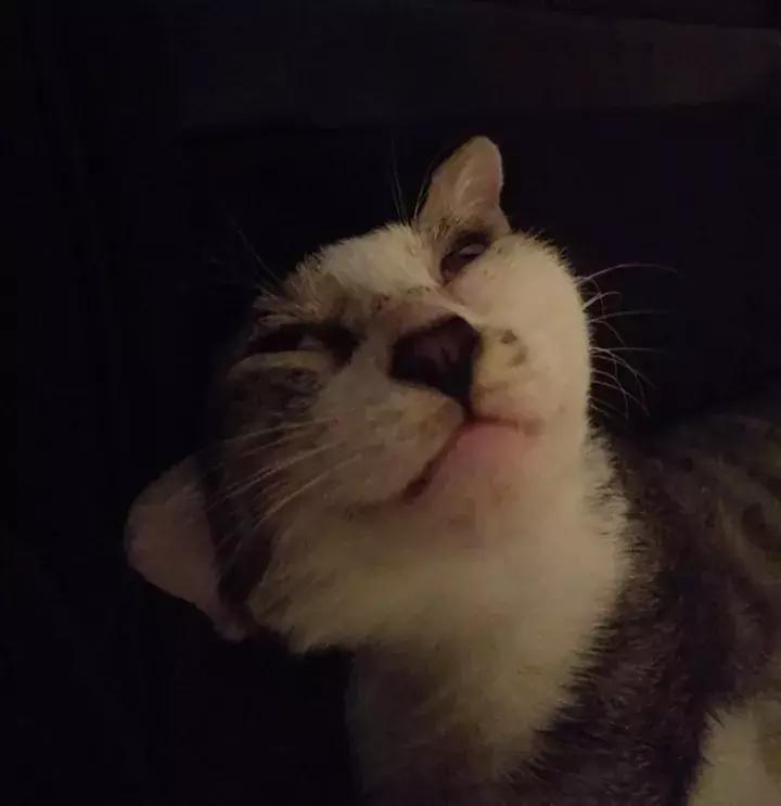 人类吸猫小史,人类吸猫的时候猫是怎么想的