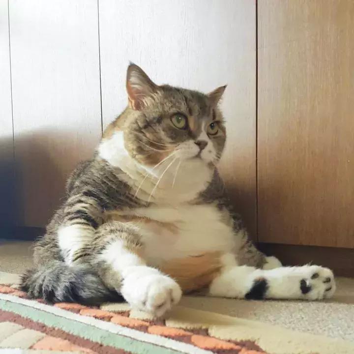 人类吸猫小史,人类吸猫的时候猫是怎么想的