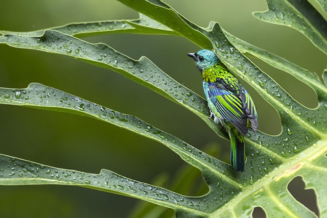 巴西街头的足球王国,巴西热情奔放的足球王国