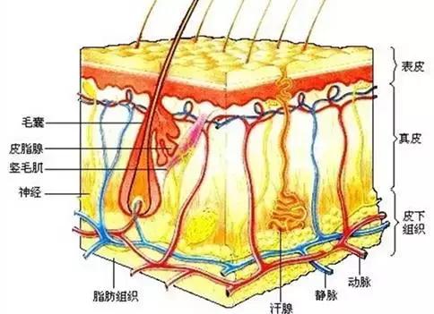 教你一招告别脱发掉发,90后脱发自救的秘方