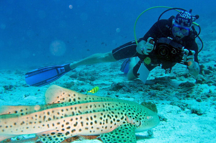海岛自由行选岛攻略,如何玩转海岛奇兵