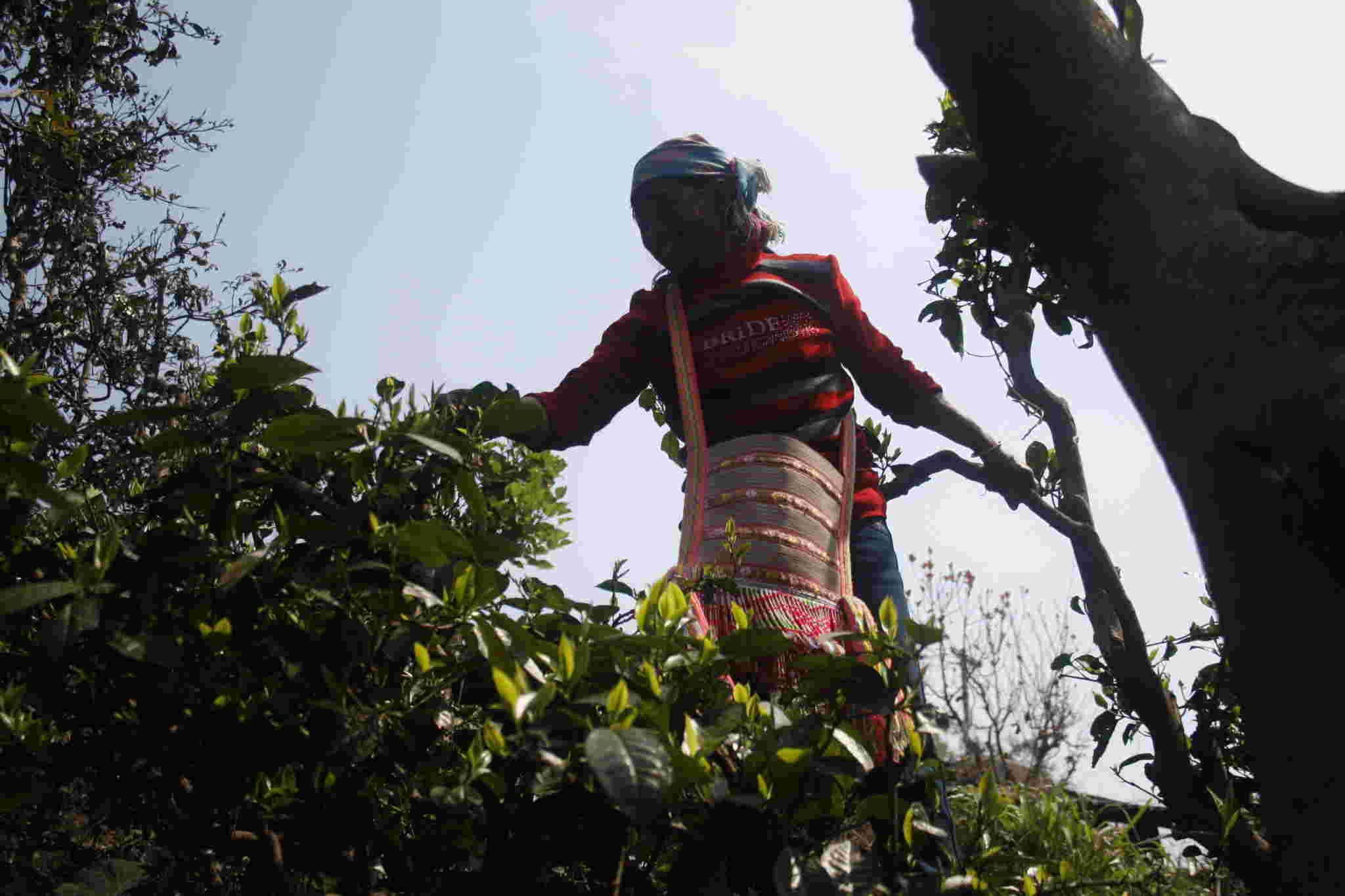 古树茶好喝吗视频,古树茶好在哪里