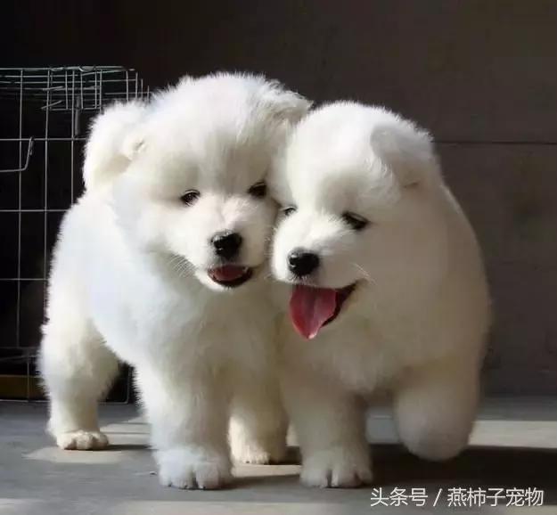 萨摩耶犬不能吃的食物列表,萨摩耶不能吃的食物表