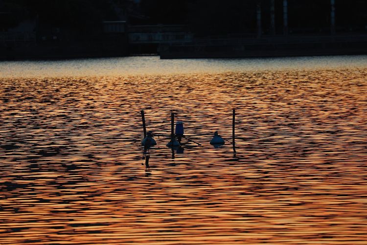 去东湖逛一圈,夏天去东湖哪个景区好玩