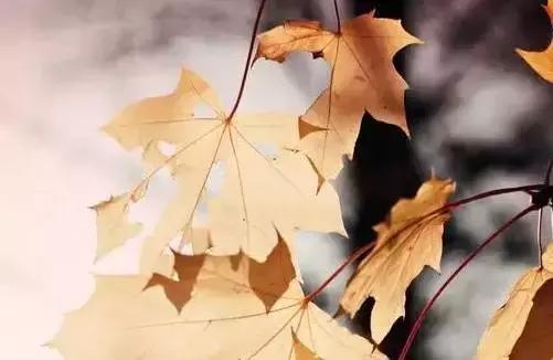 儒雅美文美图,日久见人心图集