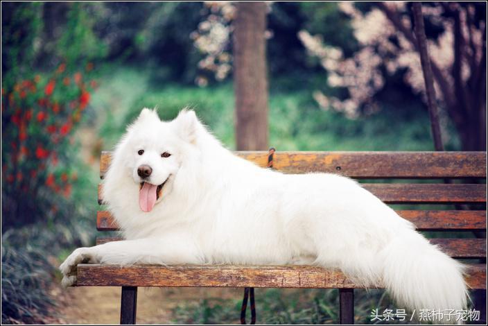 萨摩耶犬不能吃的食物列表,萨摩耶不能吃的食物表