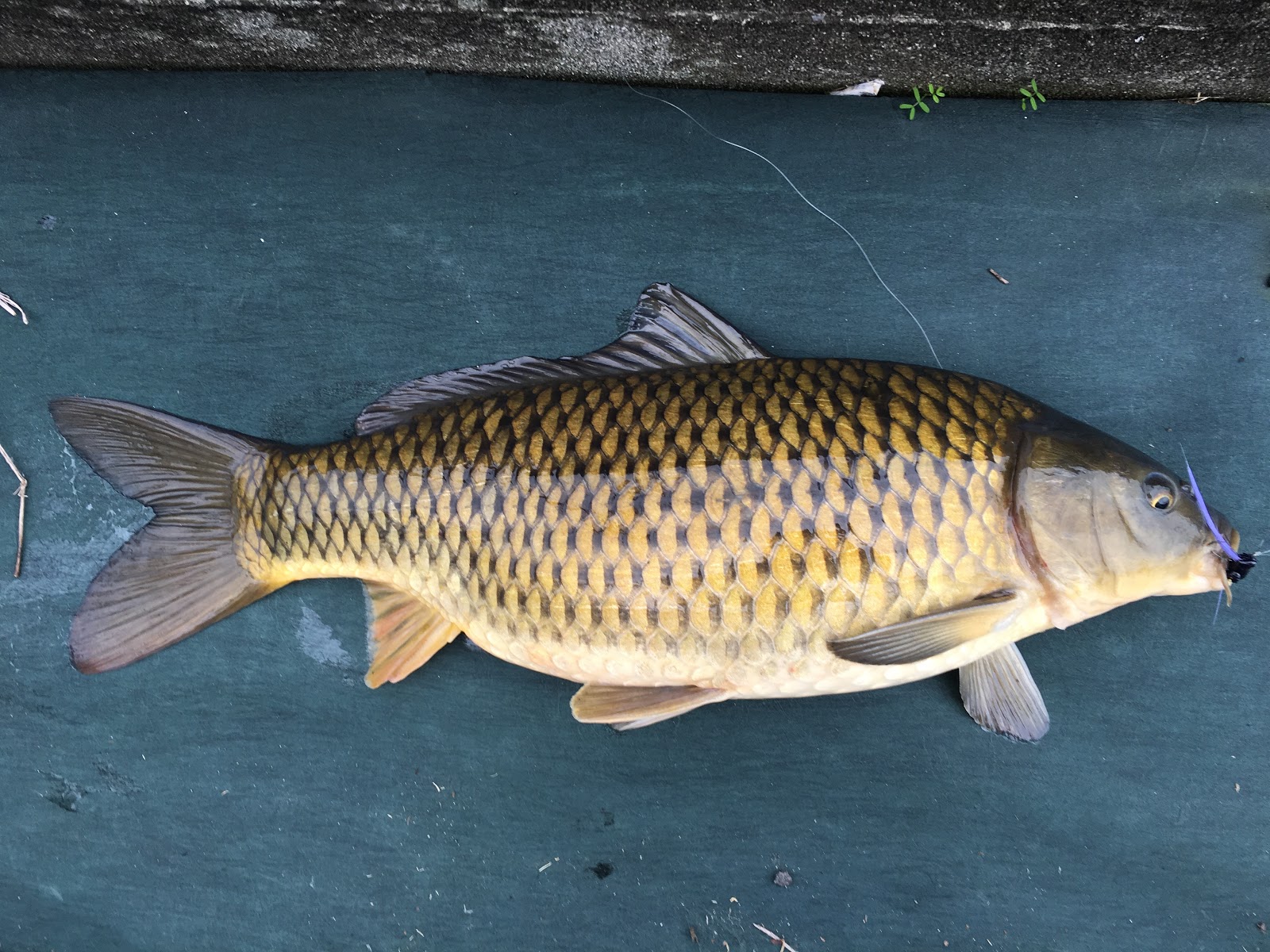 怎样自制抛竿鲢鳙饵料,有配方去哪里做鱼饵
