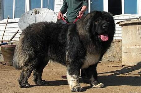 高加索犬吃什么,高加索犬吃什么最有营养