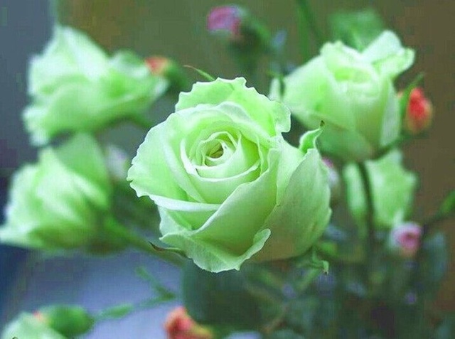 各个颜色玫瑰花的花语是什么呢,各种颜色玫瑰花所代表的花语