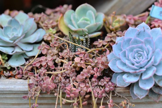 最好养的蓝色多肉,蓝石莲蓝色多肉