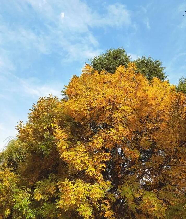 京城赏秋打卡胜地,京城赏荷最佳路线图