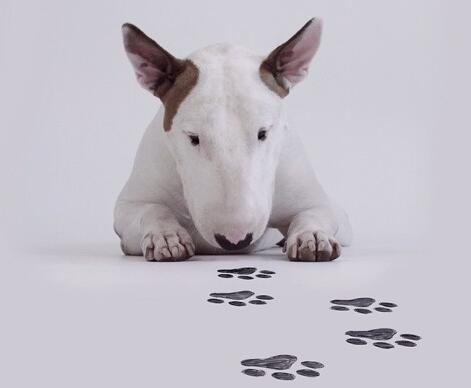 牛头梗的优点是什么,牛头梗有哪些品质