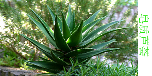 芦荟有哪些品种都叫什么名字,什么品种的芦荟净化空气最好