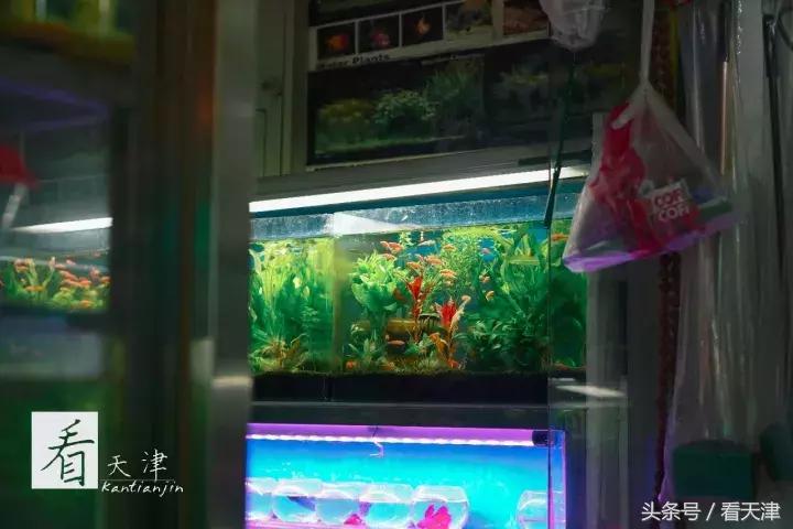 天津宝鸡道花鸟鱼虫市场鹦鹉全吗,天津市宝鸡道花鸟鱼虫市场文玩