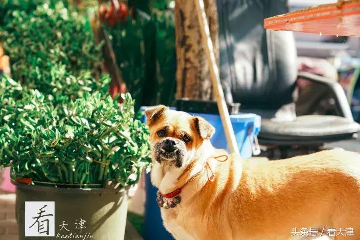 天津宝鸡道花鸟鱼虫市场鹦鹉全吗,天津市宝鸡道花鸟鱼虫市场文玩