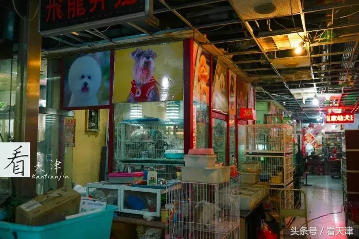 天津宝鸡道花鸟鱼虫市场地铁,宝鸡道花鸟鱼虫市场天津