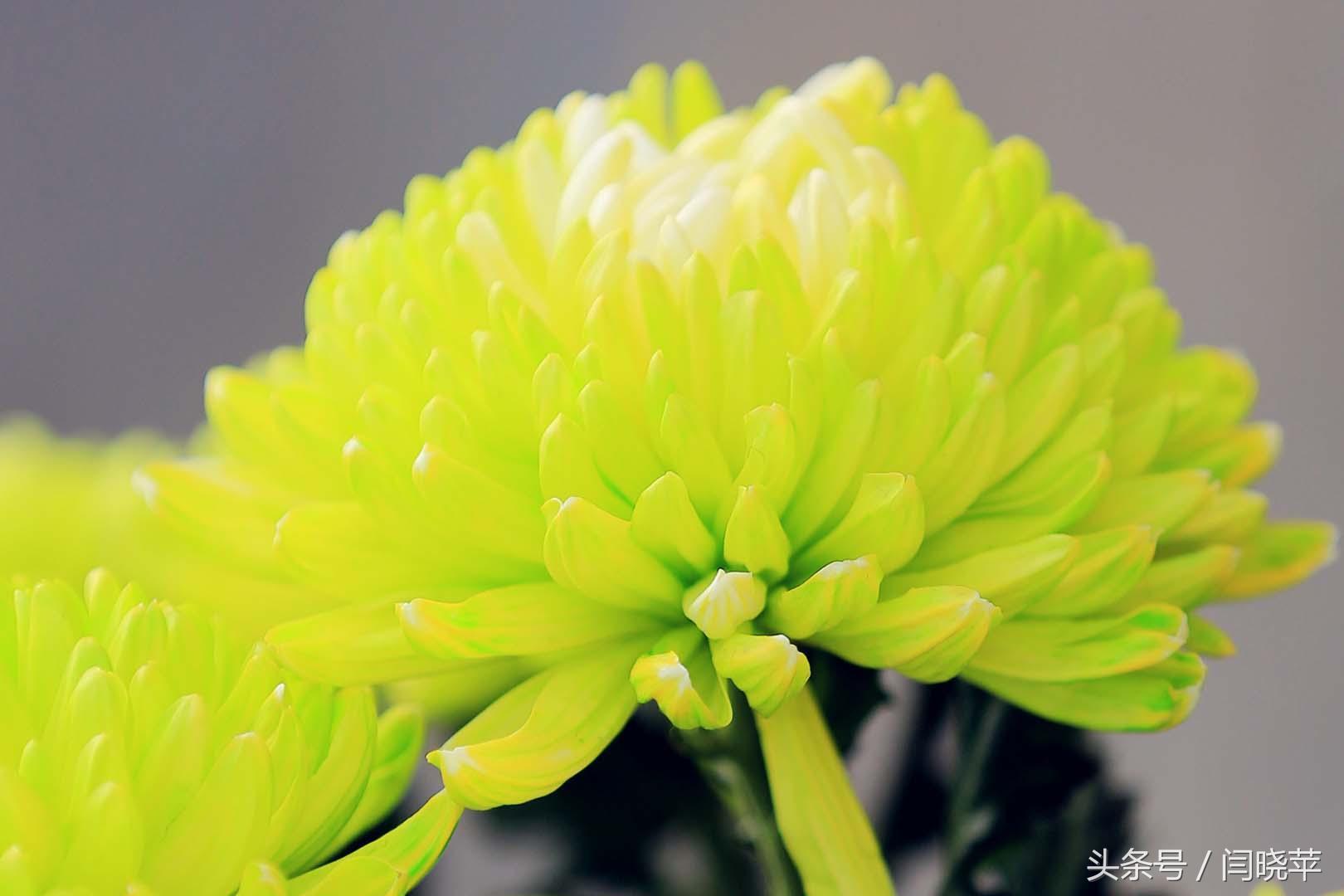 悠然菊影从何觅？南山菊姿下龙亭