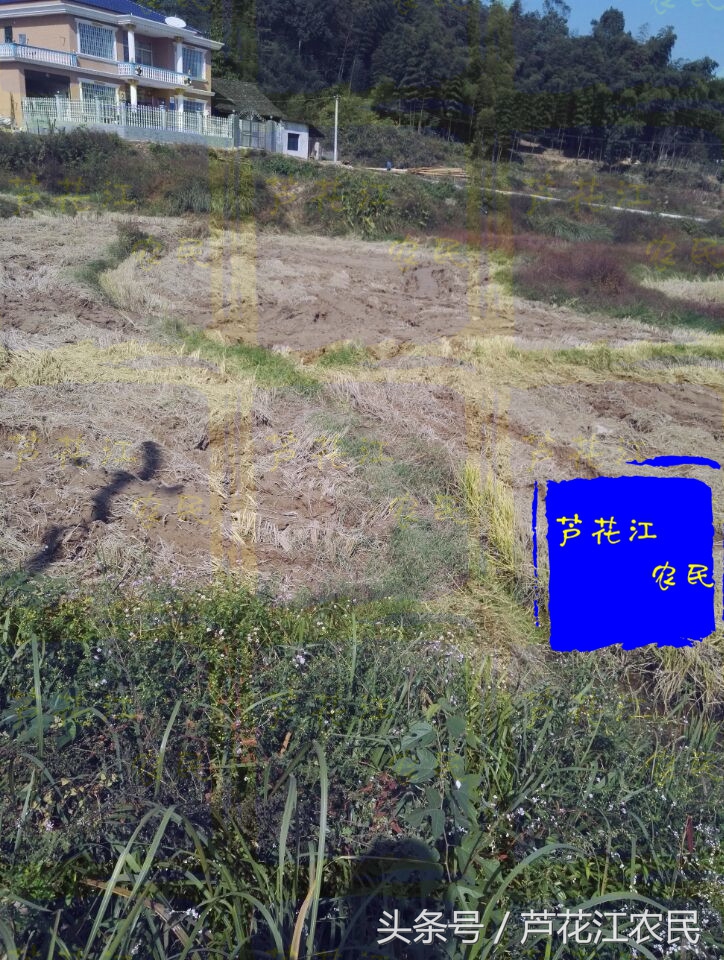 雷沃rg50超越版收割机,福田雷沃rg50超越版多少钱